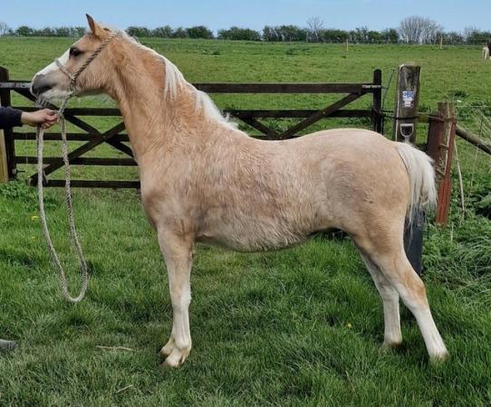 Image 4 of Top class welsh sec a palomino yearling colt