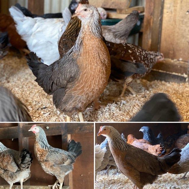 Preview of the first image of Silver Duckwing Leghorn Hybrid Hens at point of lay.