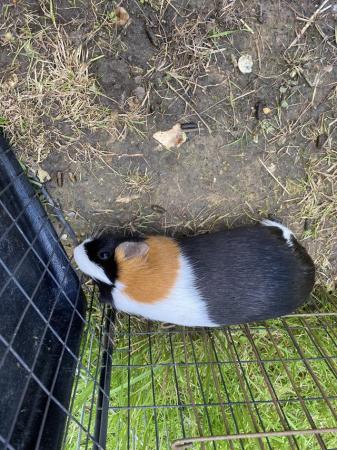 Image 1 of Guinea pigs female. ……………………………reduced