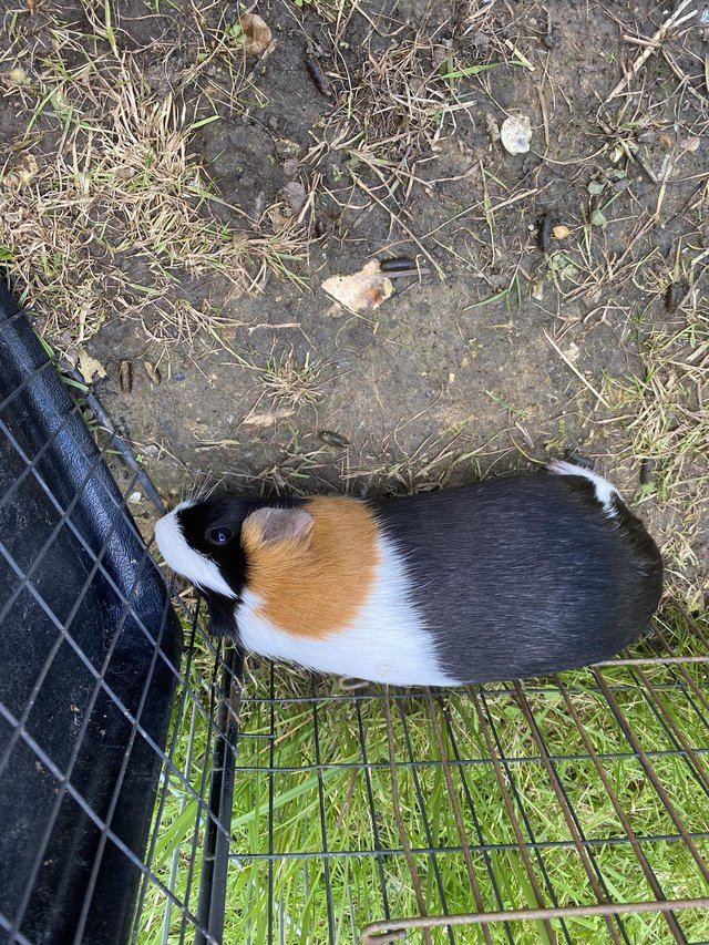 Preview of the first image of Guinea pigs female. ……………………………reduced.