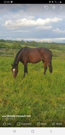 Image 1 of 15hh Bay Standardbred Mare