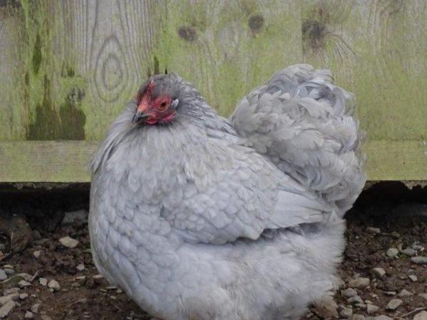 Image 3 of Lavender Pekin Chicken - Rare Breed - garden chickens