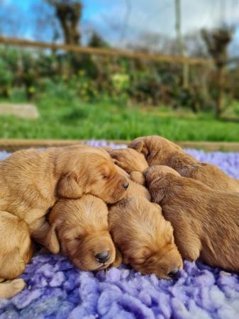 Image 4 of Red Labradoodle puppies