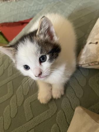 Image 1 of 1 LOVELY FEMALE KITTEN LOOKING FOR A NEW HOME