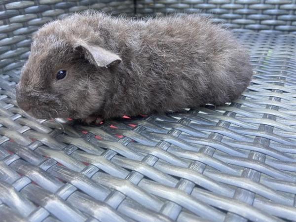 Image 4 of Baby teddy Guinea pigs! Selfs, choc and Black