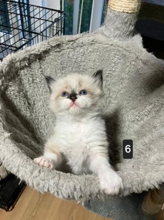 Image 8 of Adorable Ragdoll Kittens Ready in 1 weeks