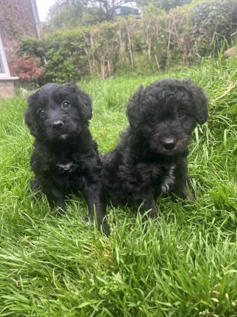 Image 7 of Bordoodle/colliepoo pups ready to from 27th june