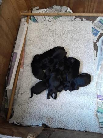 Image 3 of Black Flat Coated Retriever Puppies - Born 1st April 2024