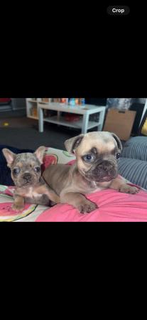 Image 2 of 10 week old French bulldog puppy