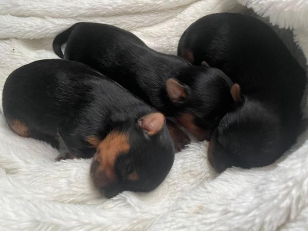 Image 6 of Full Pedigree Toy Yorkshire Terrier Puppies For Sale