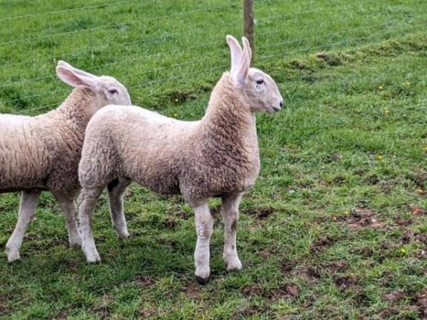 Image 6 of Border Leicester Ewe Lambs For Sale