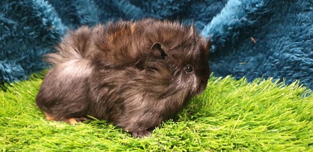 Image 6 of lovely Female (Sows) Guinea Pigs for Sale