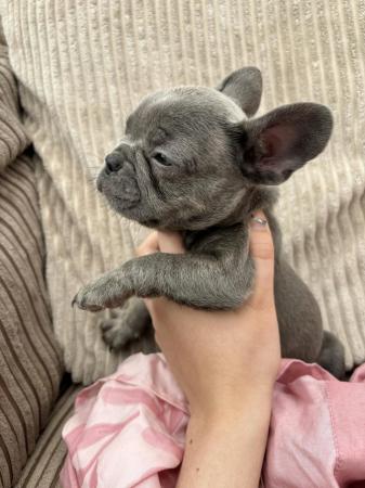 Image 1 of French Bulldog outstanding puppies