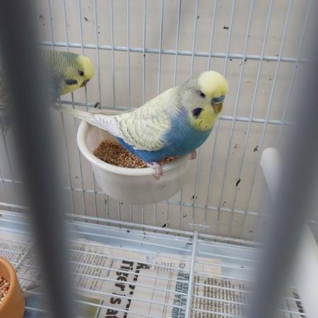 Image 6 of Gorgeous baby budgies for sale