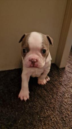 Image 3 of Boston terrier puppies for sale