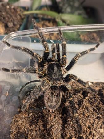 Image 5 of Tarantula Collection for Sale