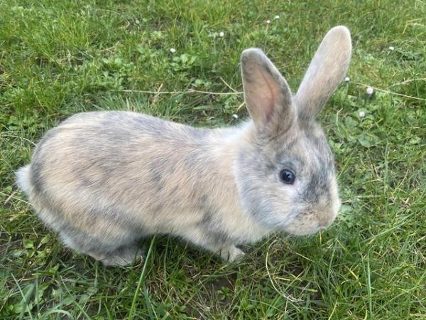Image 1 of Gorgeous 8 month old dwaf lop Bunny very playful