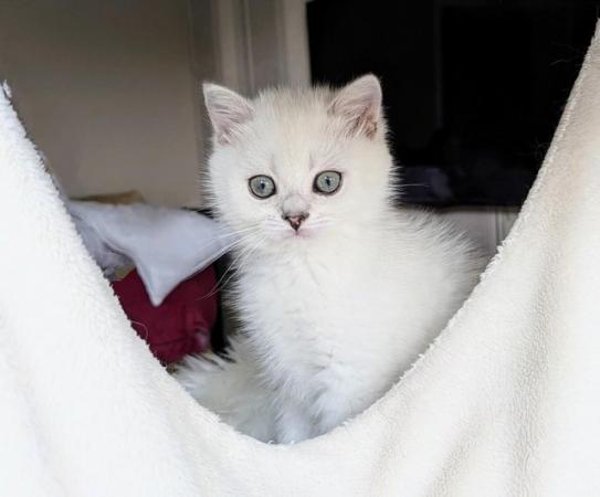 Image 6 of British Shorthair kittens. Black-tipped,Pedigree, gccf reg