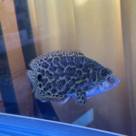 Image 3 of VARIOUS LARGE CICHLIDS AVAILABLE