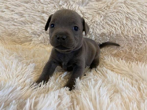 Image 10 of Champion blue Staffordshire bull terrier puppies
