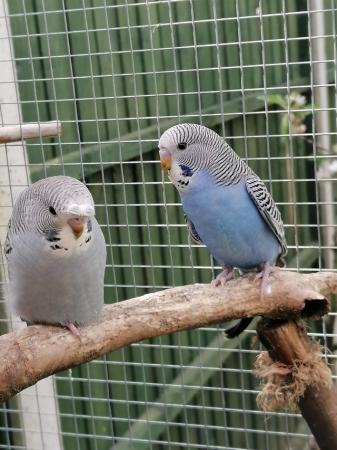 Image 11 of Young budgies, budgerigars, easily hand tamed