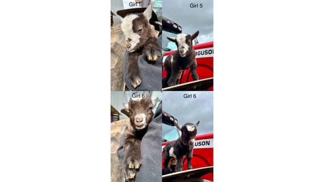Image 4 of Stunning Pygmy Goat Nanny kids for sale