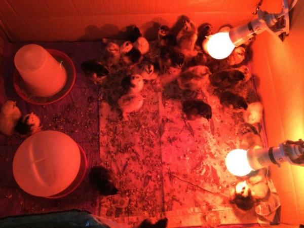 Image 2 of Chicks !  And growers, Pekin Bantams