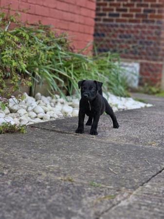 Image 1 of Beautiful Patandale pups for sale will consider offers