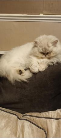Image 4 of 7 weeks cross breed ragdoll kittens reserve only