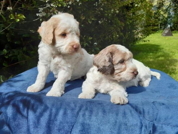 Image 26 of COCKAPOO PUPPIES TOP QUALITY.