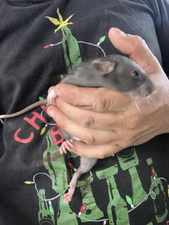 Image 2 of 8 week old well handled fancy rats,