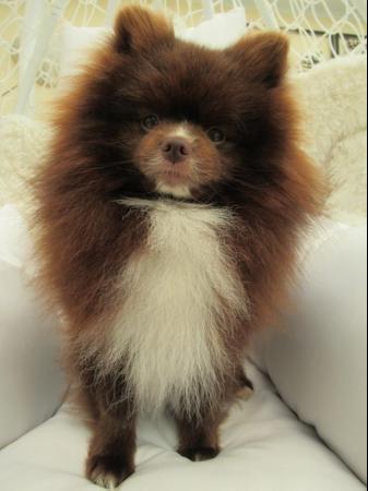 Image 6 of Pomeranian Lilac Chocolate Male looking for Forever Home