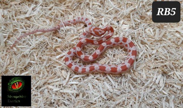 Image 3 of Rare strawberry cream, rootbeer and stripe corn snakes