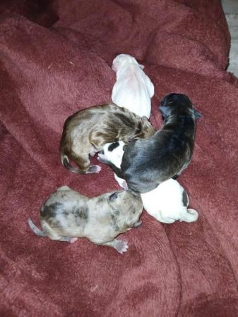 Image 6 of Staffordshire bull terrier puppies