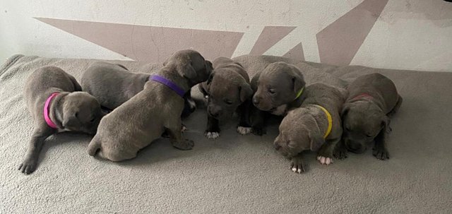 Image 1 of Adorable staffy puppys A