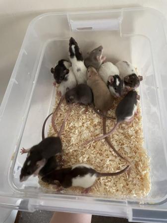 Image 4 of 8 week old dumbo rats for sale