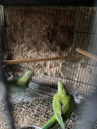 Image 4 of Young 2024 bred barraband parakeets available