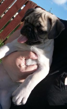Image 19 of * Last fawn boy available£675 beautiful pug puppy*