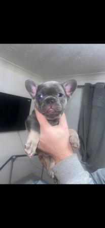 Image 13 of REDUCED ready to leave now Quality French Bulldog Puppies