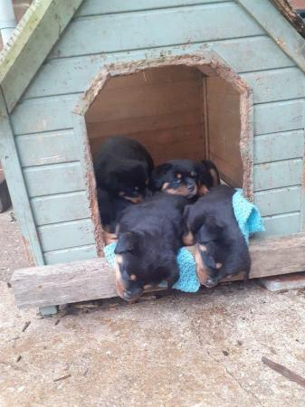 Image 9 of Rottweilerpuppies for sale mixed litter.