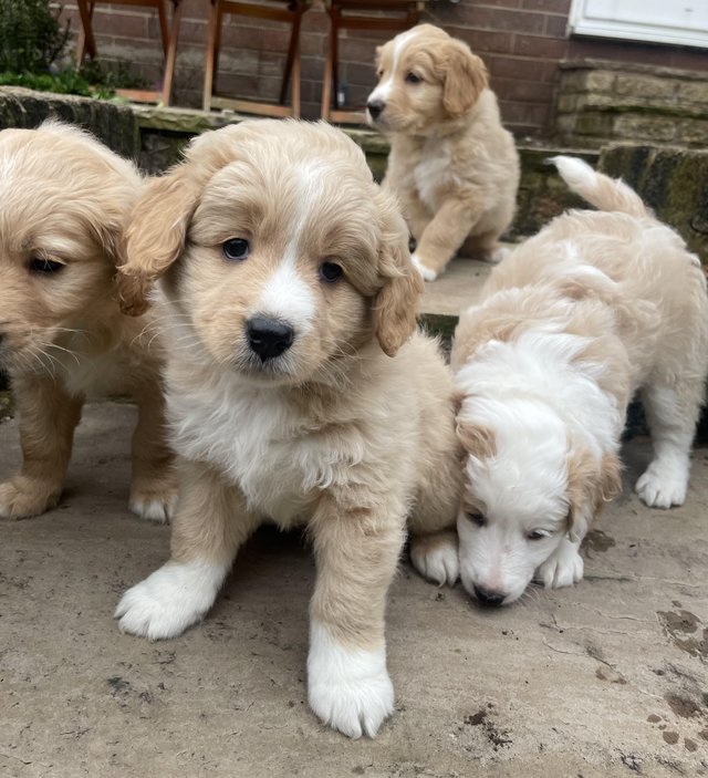 Preview of the first image of REDUCED Miniature Australian Labracollie Doodle Puppies.