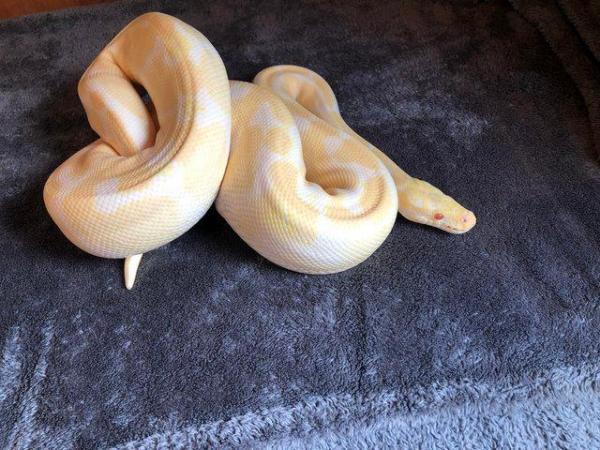 Image 4 of Various Royal Pythons for sale