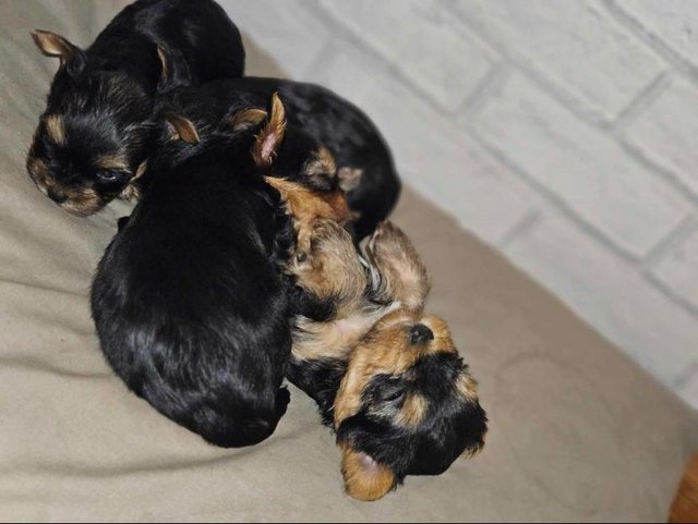 Preview of the first image of Miniature Yorkshire Terrier puppies for sale!.