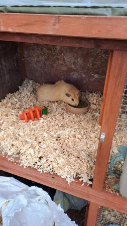 Image 1 of 12 month old Male Guinea Pig