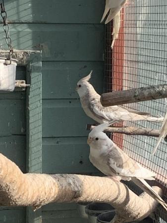 Image 3 of White faced and pure white cockatiels