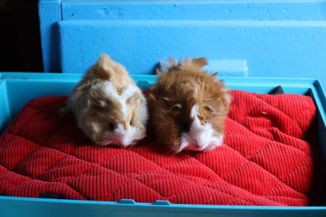 Image 4 of 2 Peruvian cross Satin Boars and 1 sow. Guinea Pigs.