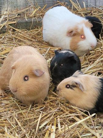 Image 3 of Baby Guinea pigs looking for new postcode
