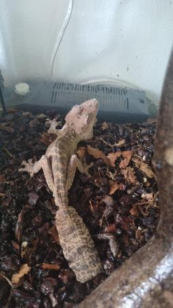 Image 1 of Leaftail gecko (uroplatus Henkel I)