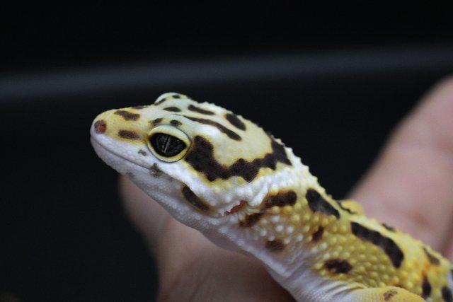 Image 5 of Leopard Gecko (normal bold bandit cross) (hatch7/8/23)