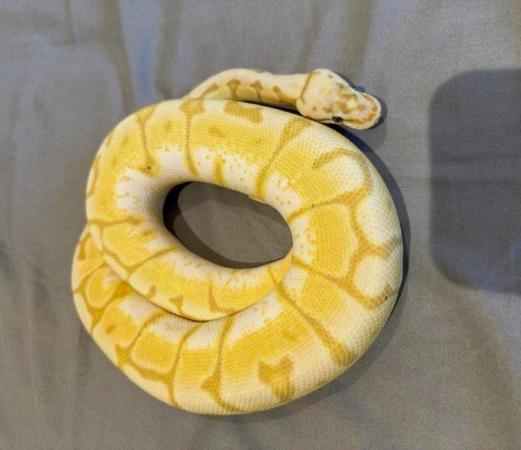 Image 4 of Royal Python Ball python banana spider female 2022